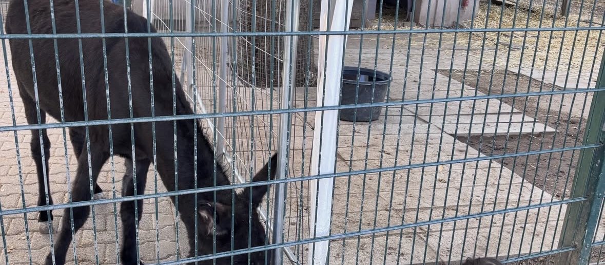 Tierpark Hattersheim